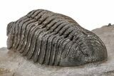 Multi-Toned Morocops Trilobite - Top Quality Specimen #221221-5